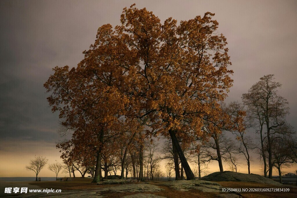 黄昏下的金色树林