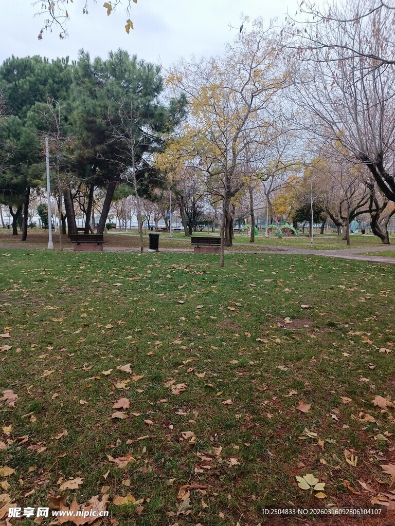 秋日公园草地与树木景观