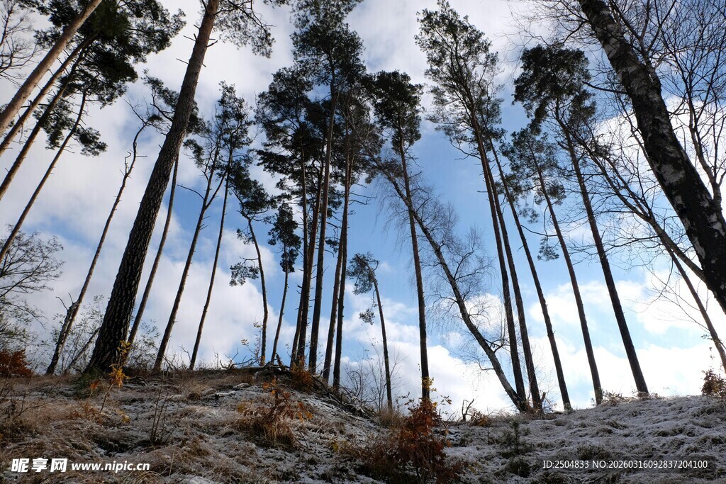 林间仰视蓝天与高耸树木