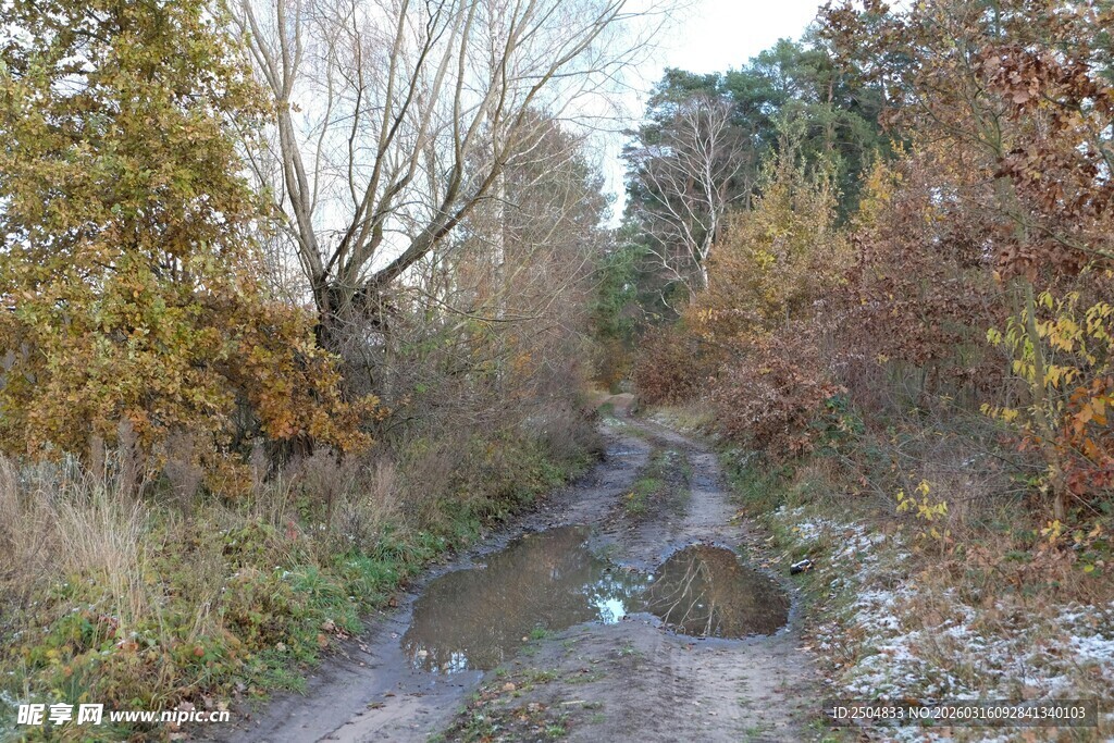 秋日林间小溪静谧景象