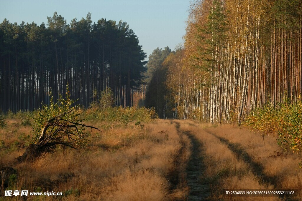 秋日林间车辙小道
