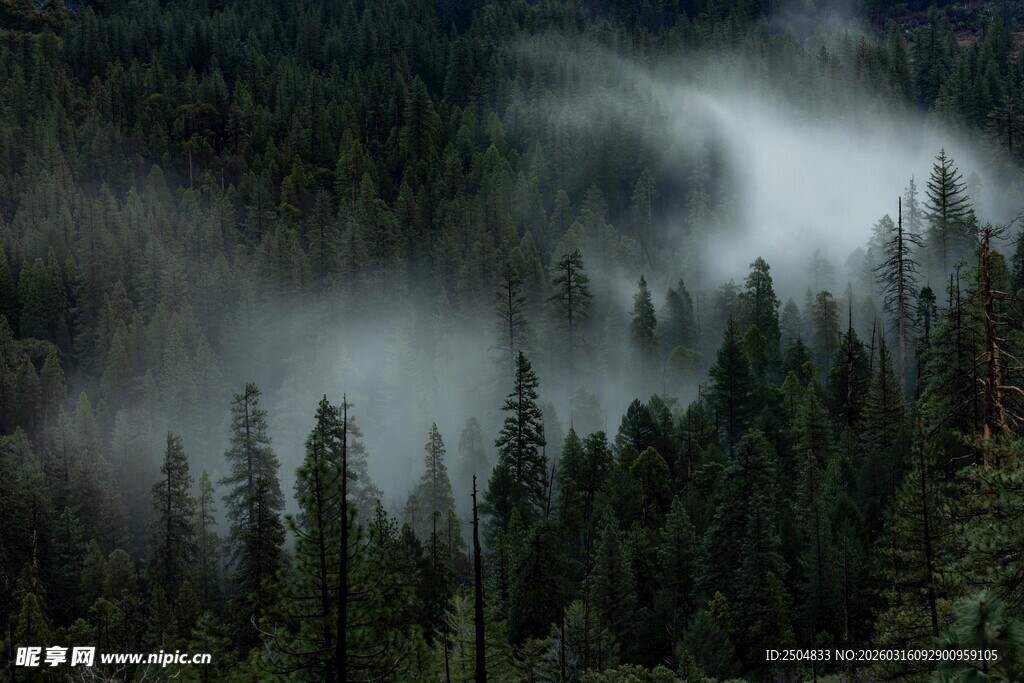 云雾缭绕的茂密森林景观