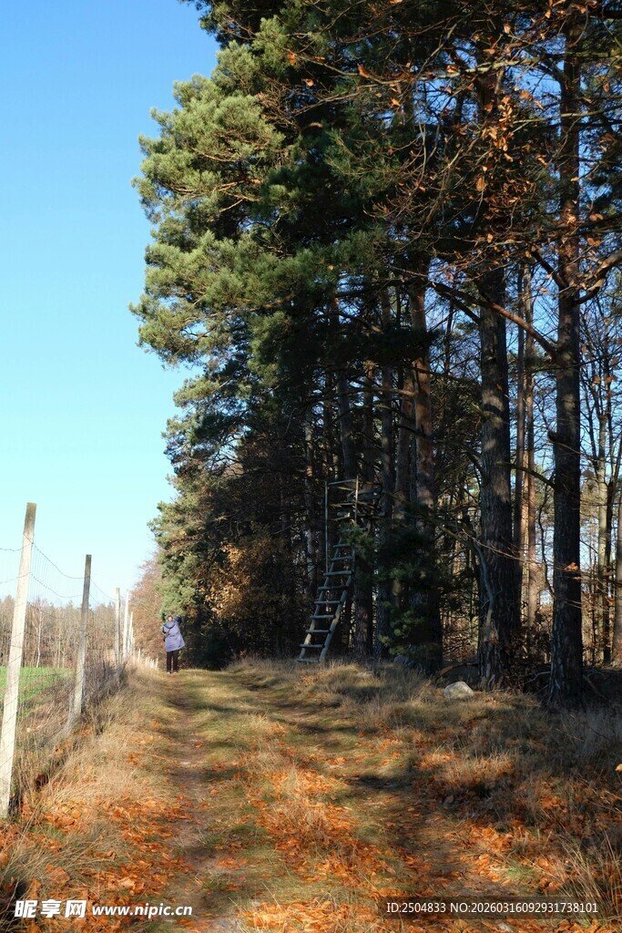 林间小道 阳光洒落的静谧处
