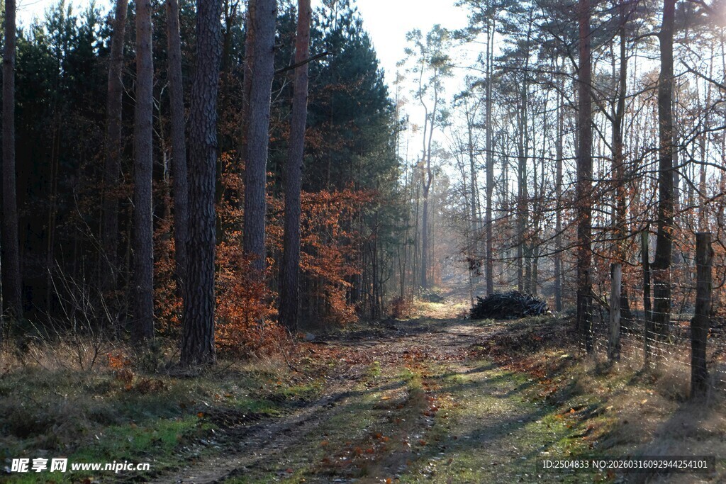 秋日林间光影小道