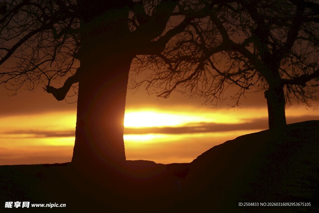 夕阳下的孤树剪影