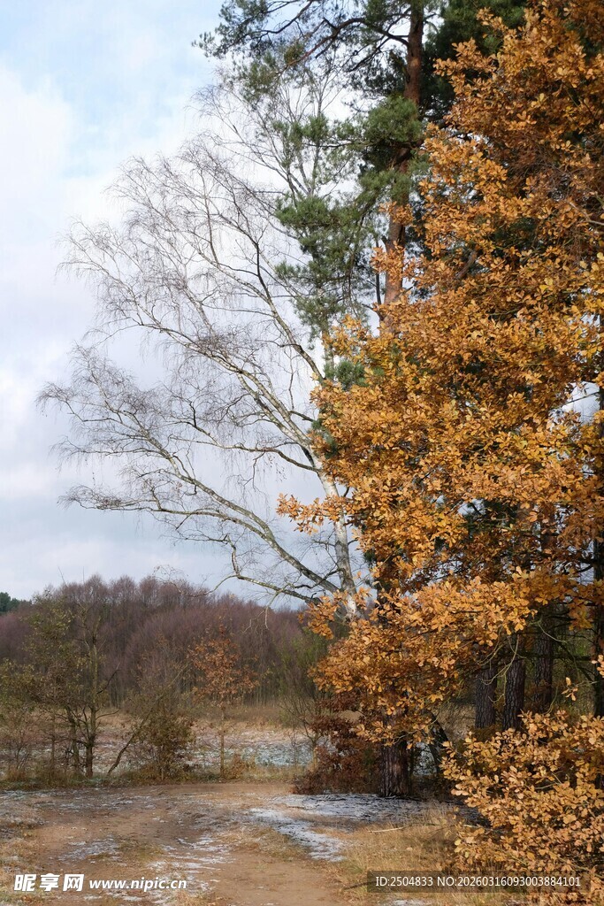 秋日溪边斑斓树木景观