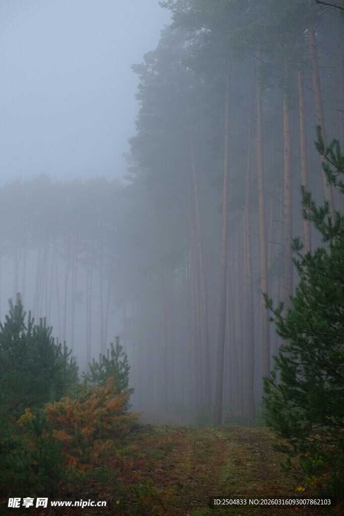 雾中森林景象