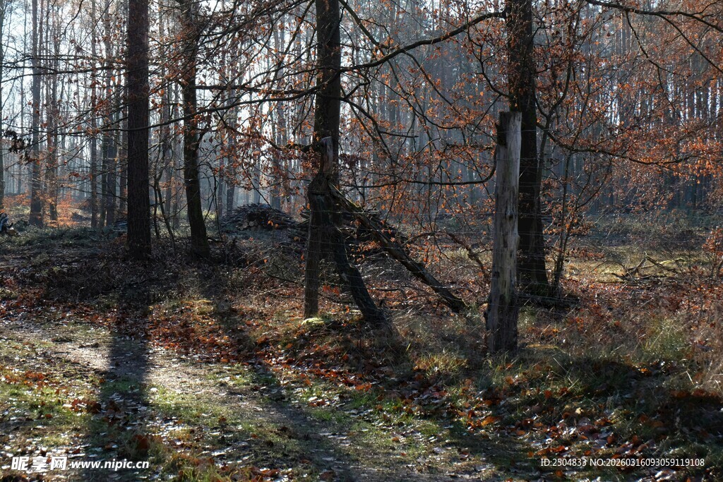 秋日林间小道的静谧景象