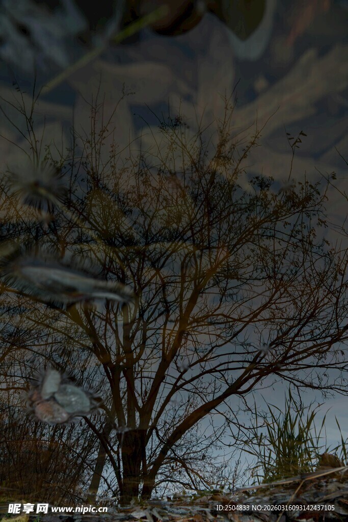 冬日枯树倒影景观