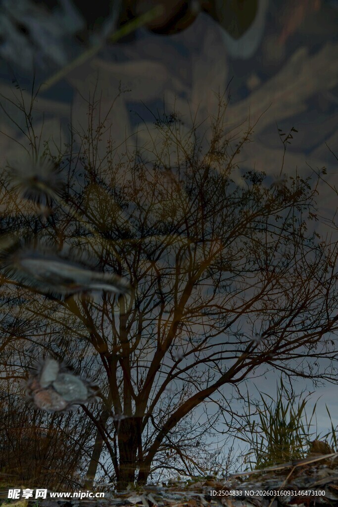 冬日枯树倒影于水面