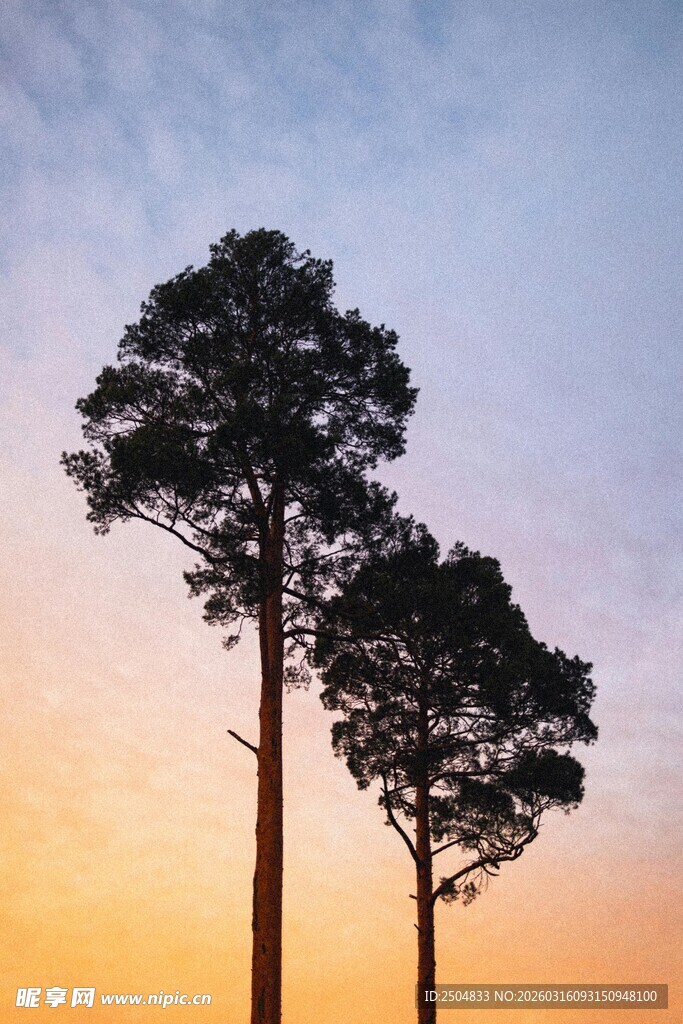 夕阳下的两棵挺拔松树