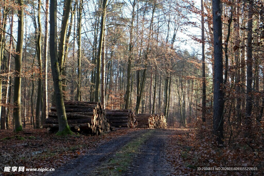 林间运木车 秋景静谧处