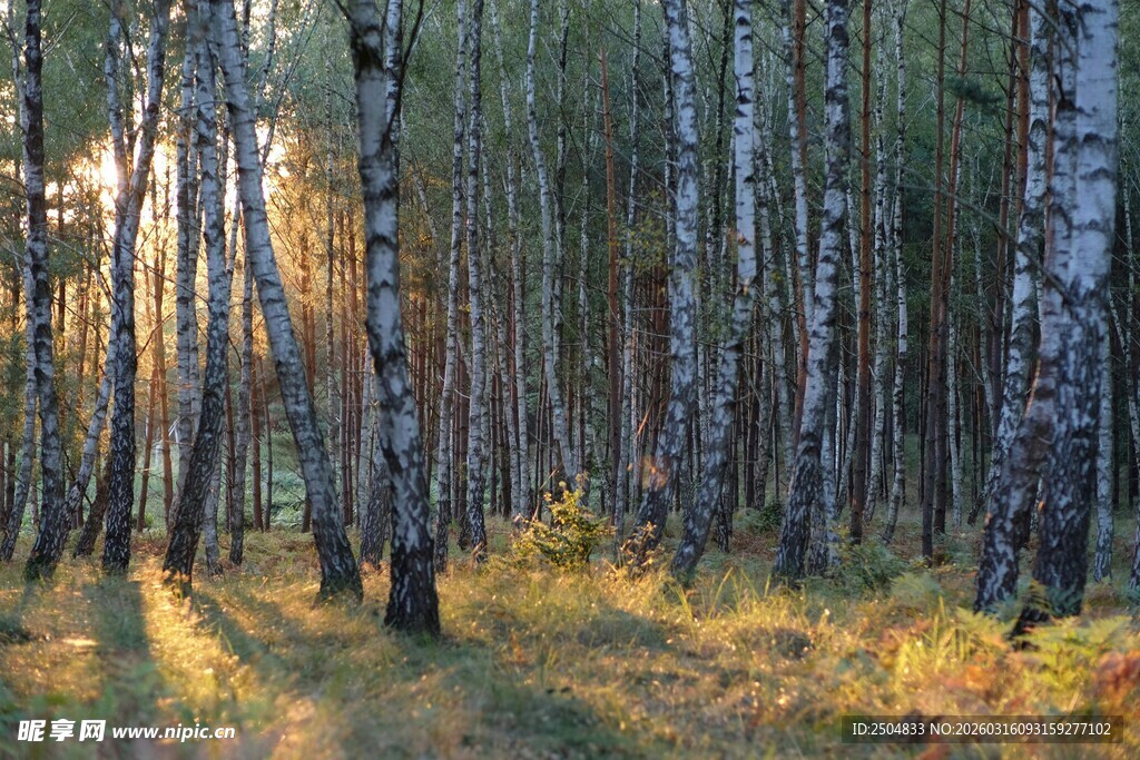 秋日阳光照耀下的白桦林