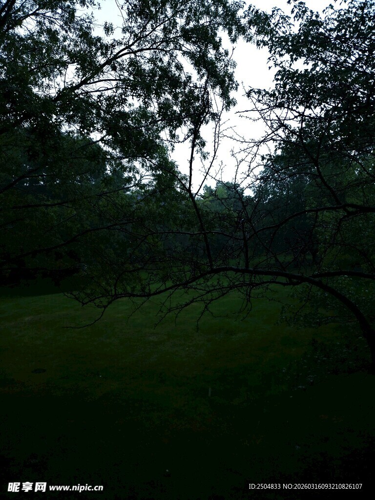 森林中的绿荫景象