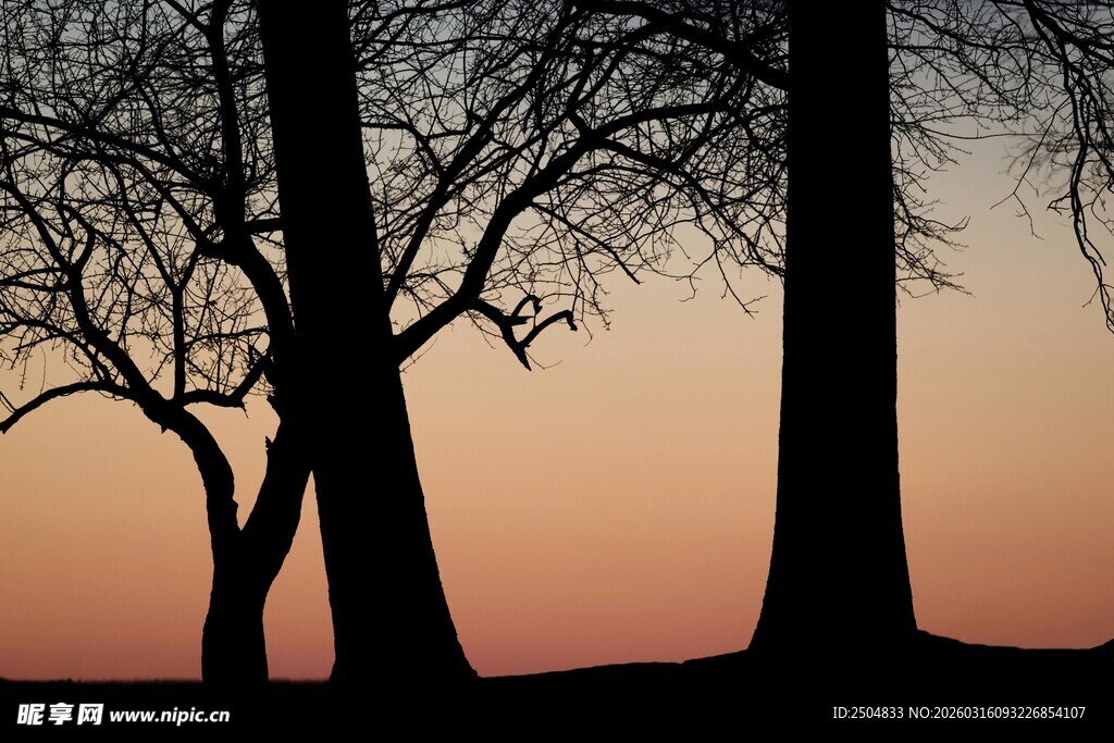 夕阳下的树木剪影