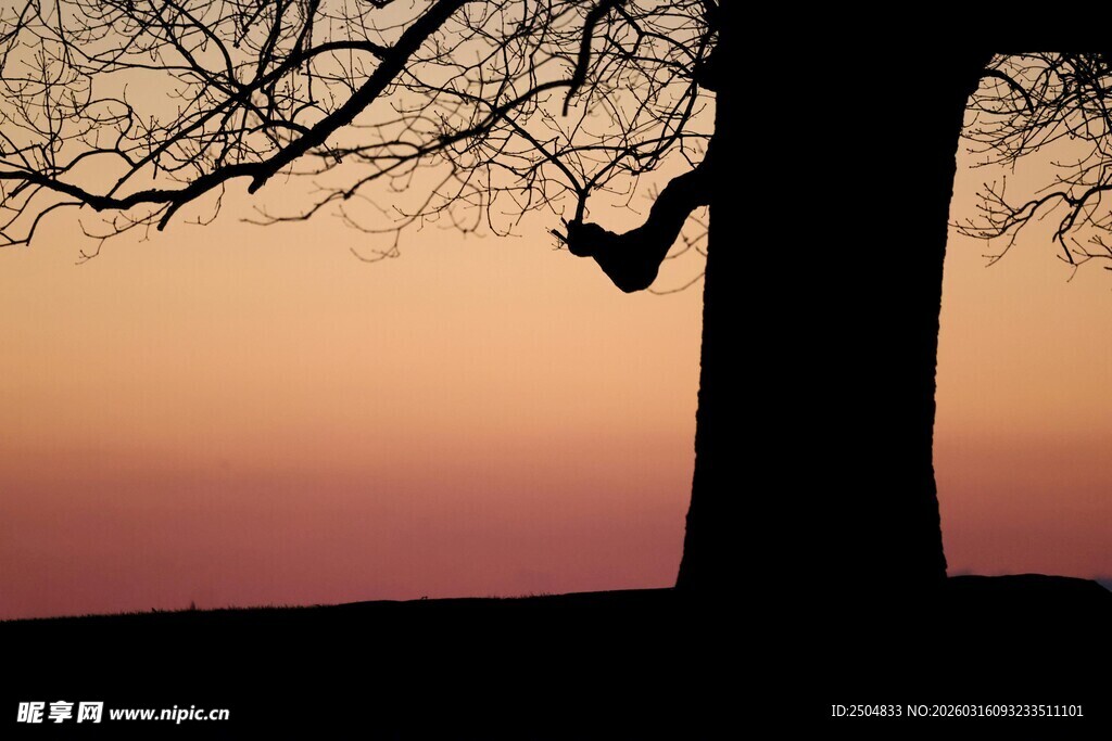 夕阳下的孤树剪影
