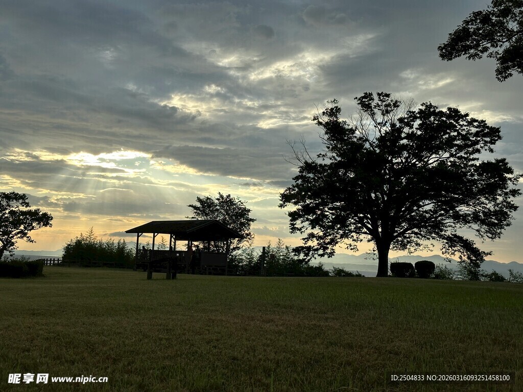黄昏下的草地与树木景观
