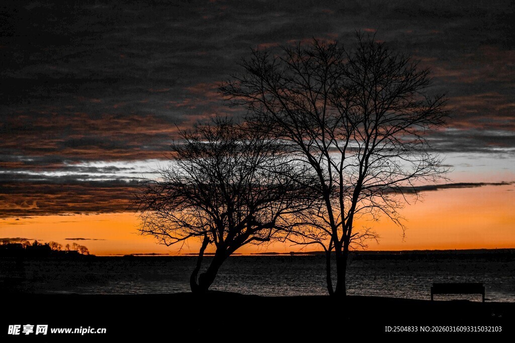 日落时分的孤寂树木景象