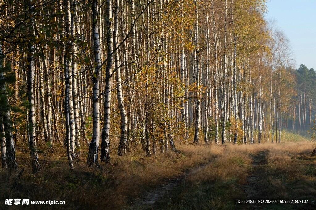 秋日林间小路 白桦树成排