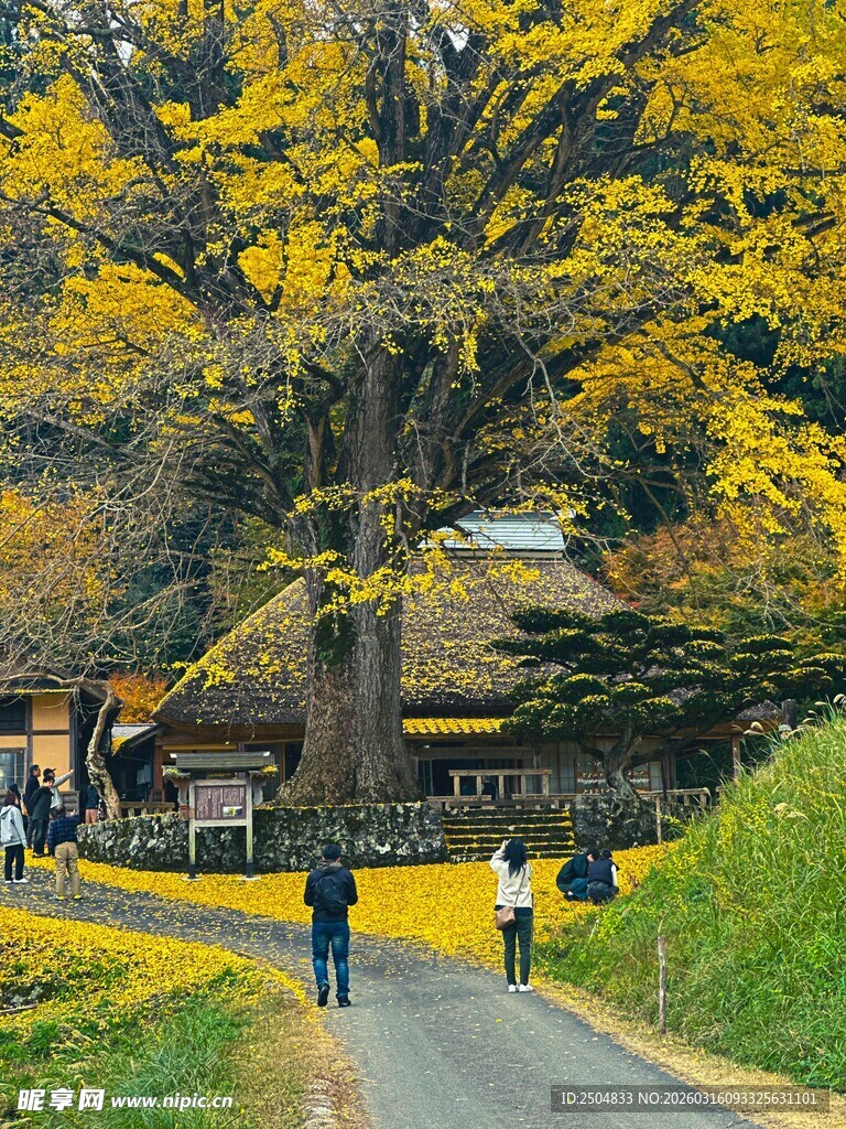秋日乡村小道漫步美景