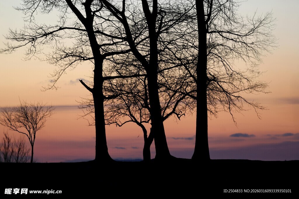 黄昏下的树木剪影