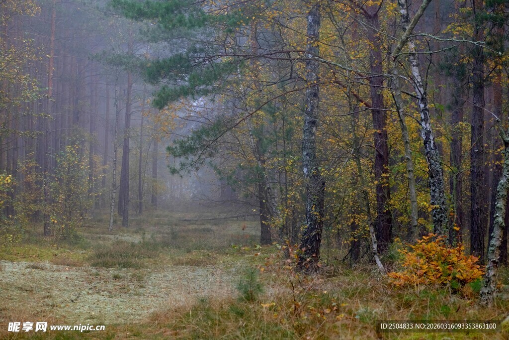 雾中秋日森林小径