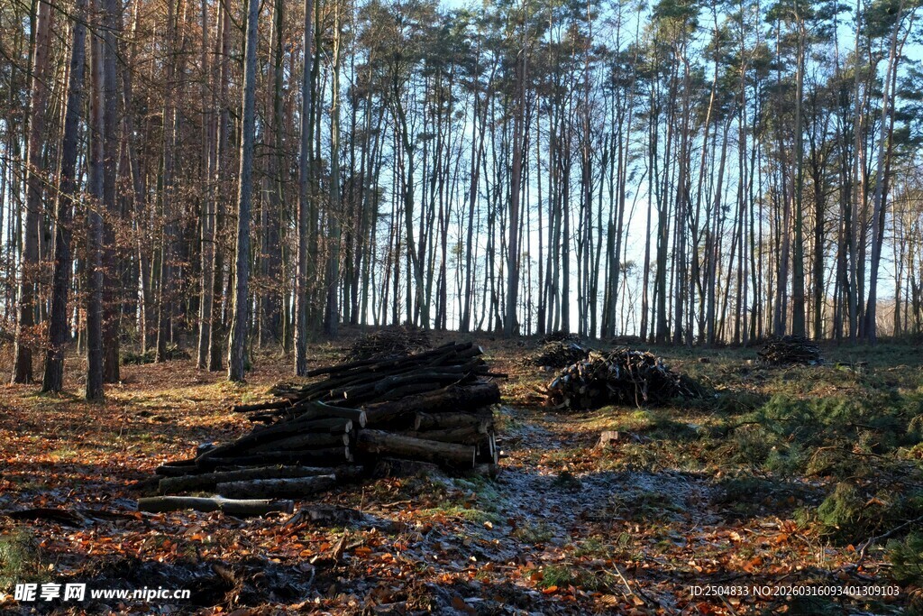 秋日林间伐木场景