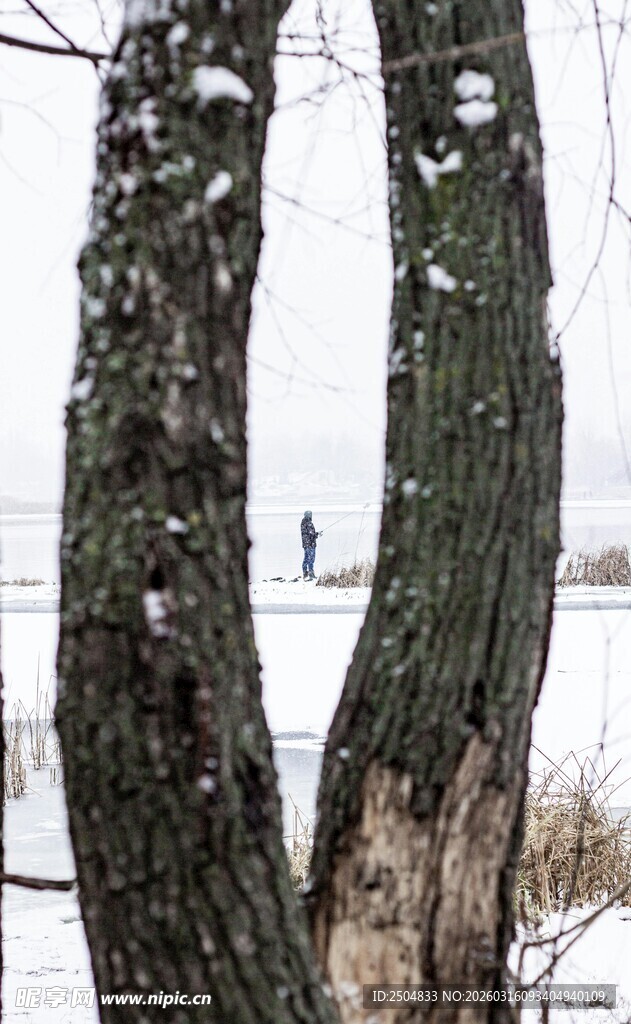 冬日雪覆树干景象