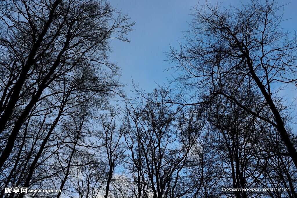 冬日枯树林的蓝天景象