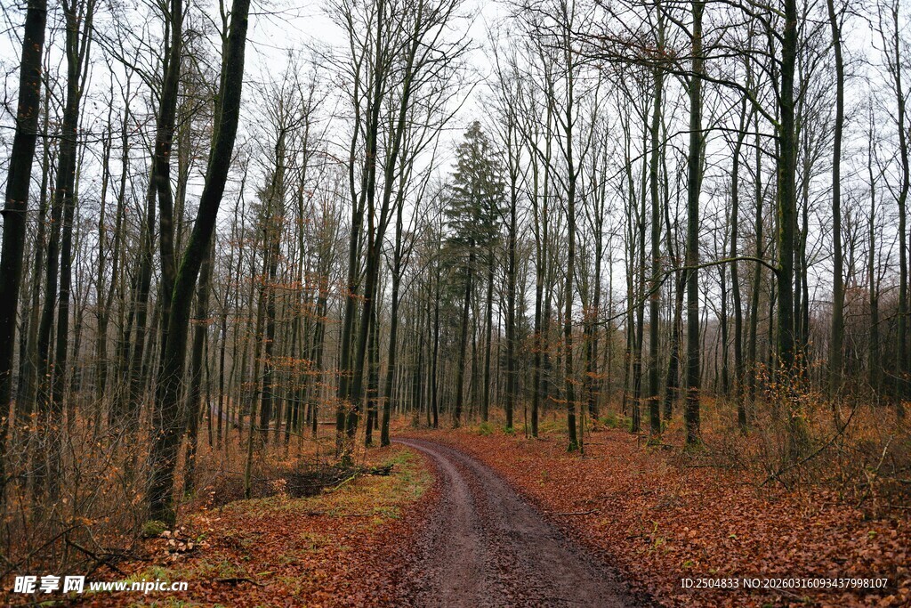 秋日林间小道 落叶铺径