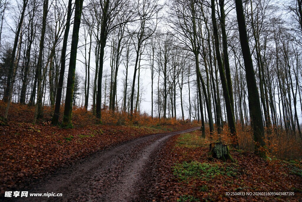 秋日林间泥路风景