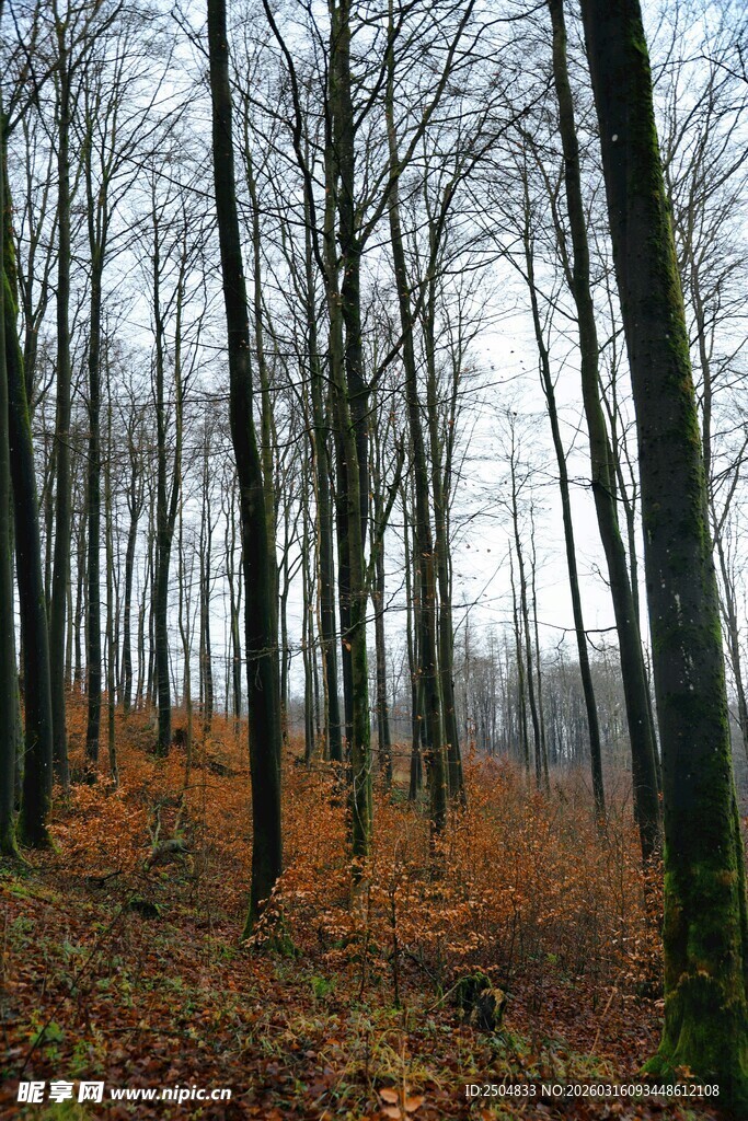 秋日萧瑟树林景象