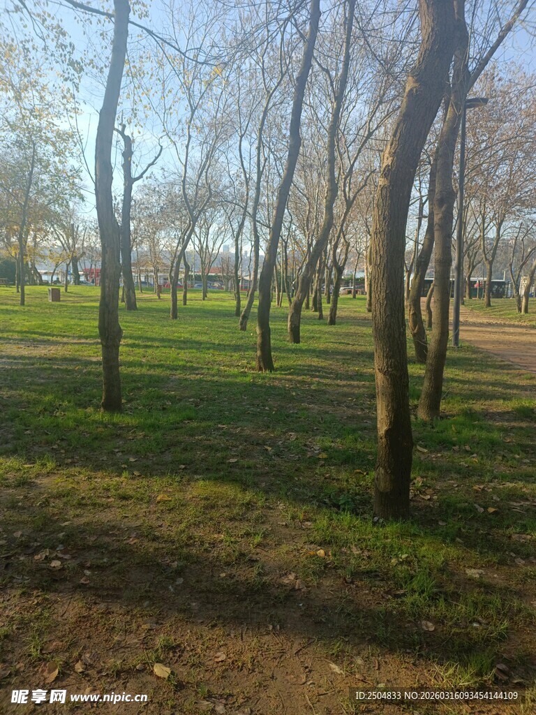 林间草地宁静自然风光