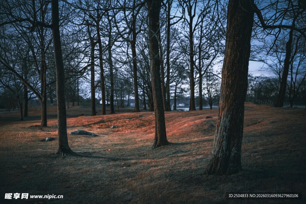 黄昏下的静谧树林