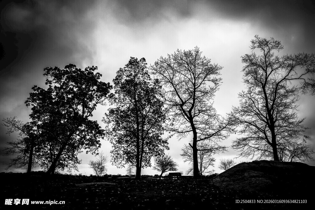 黑白天际下的孤树剪影
