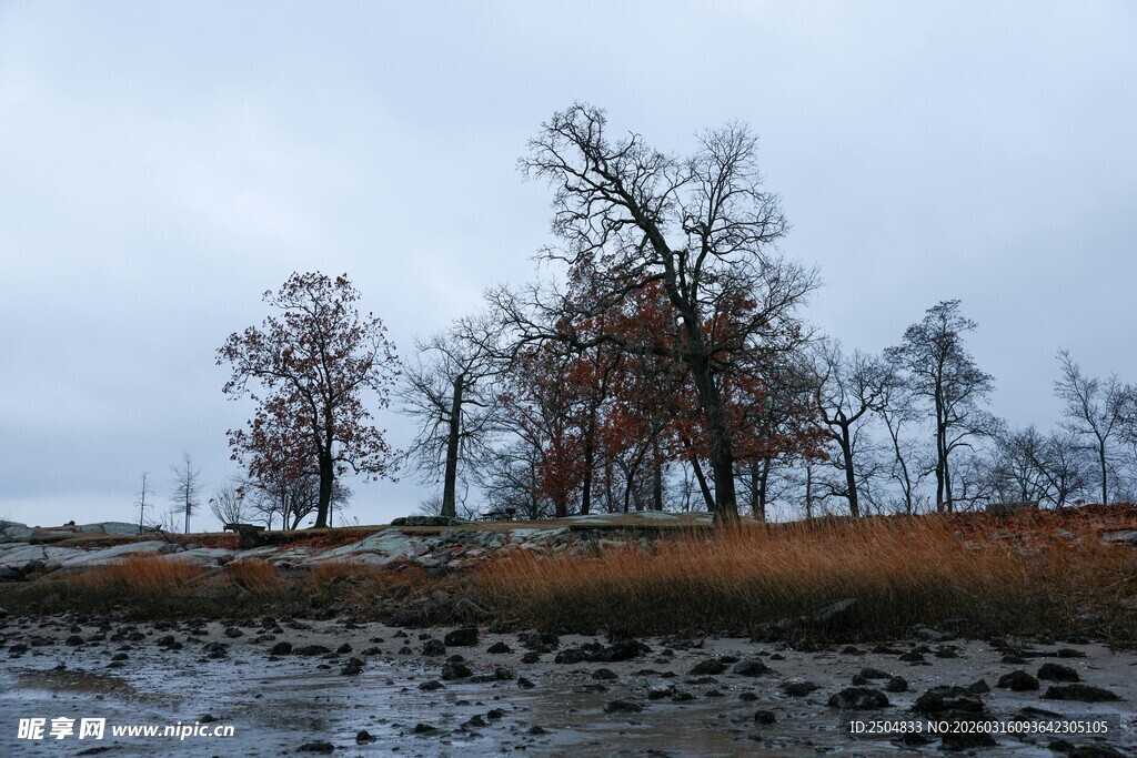 秋日岸边萧瑟树木景象