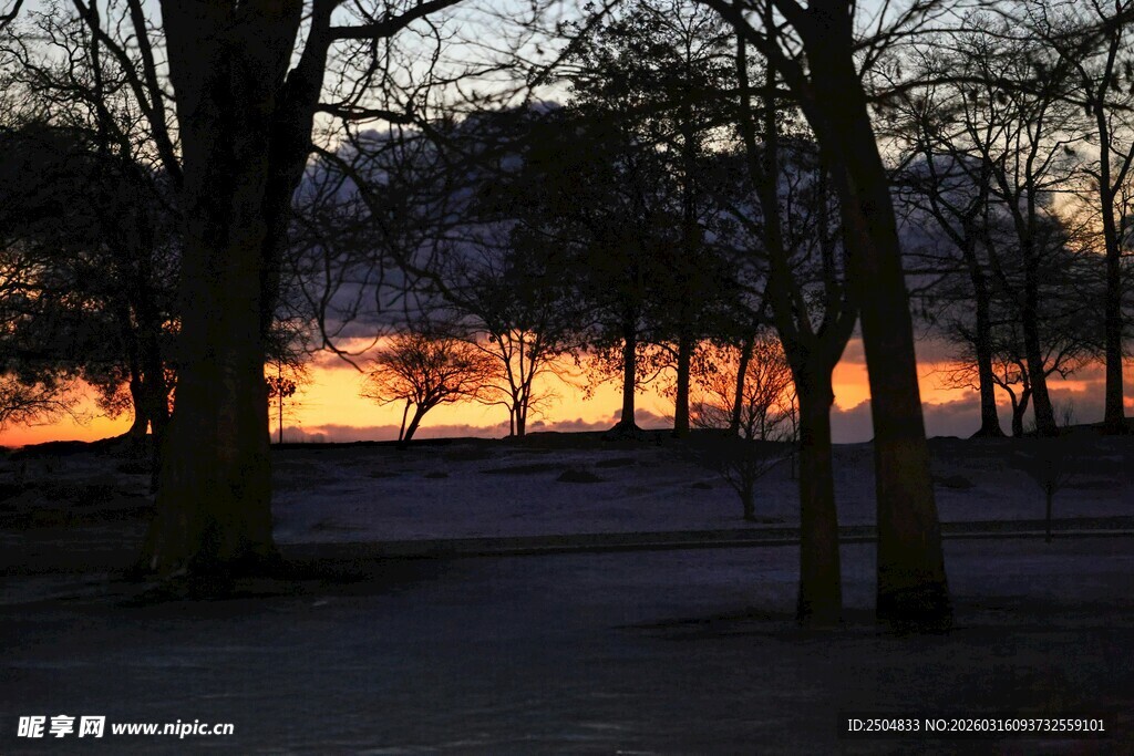黄昏下的静谧树林