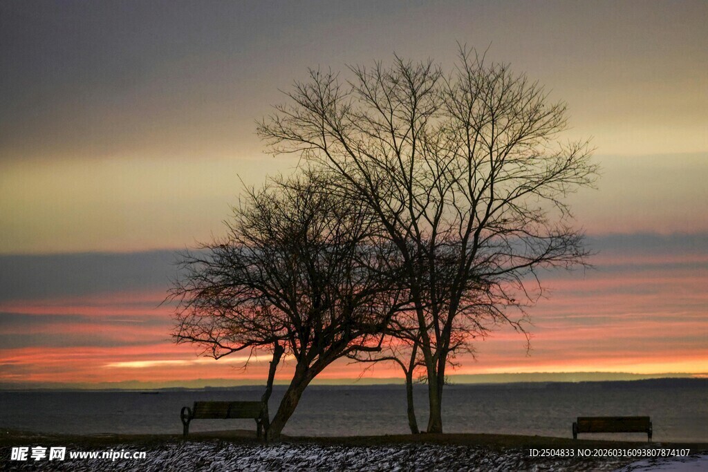 冬日黄昏下的孤独树木