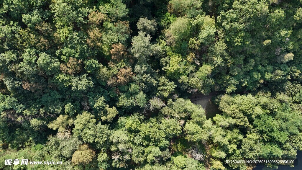 俯瞰茂密绿意树林