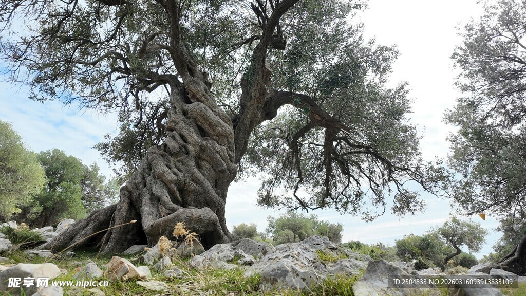 古老沧桑的橄榄树
