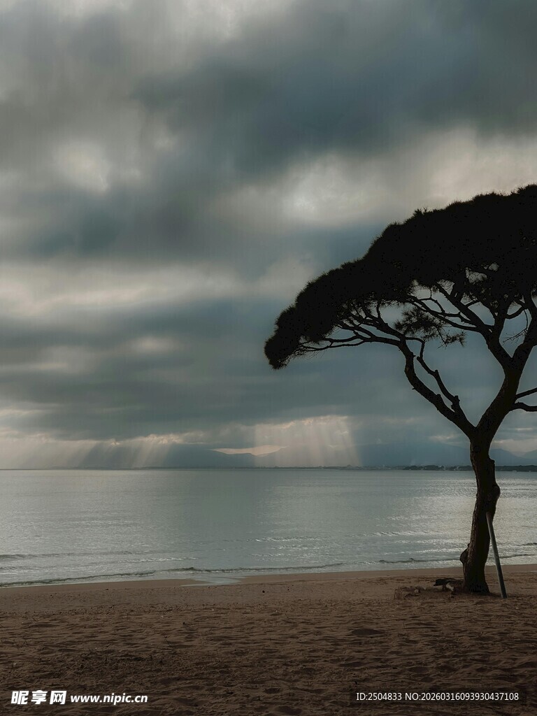 海边孤树 静立苍茫天地间
