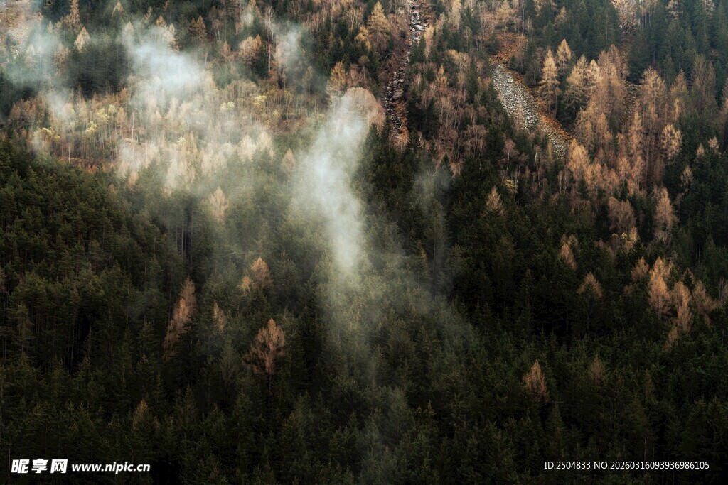 林间光影 森林梦幻景象