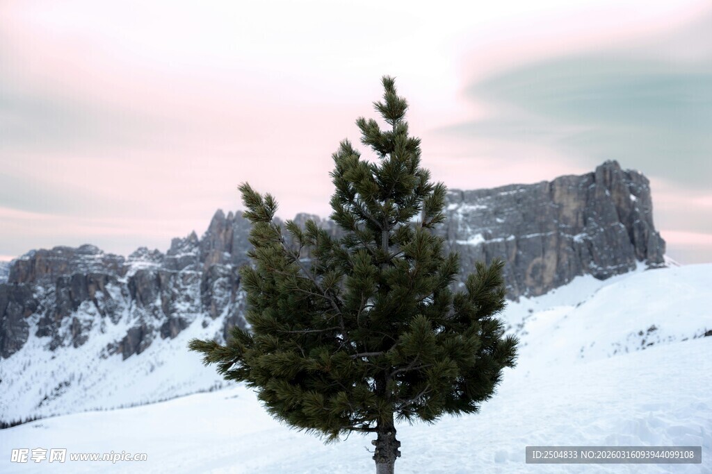 雪山上的孤独松树