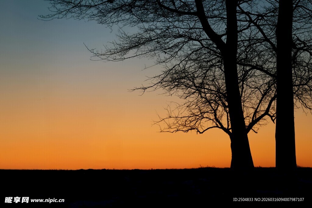 夕阳下的树木剪影