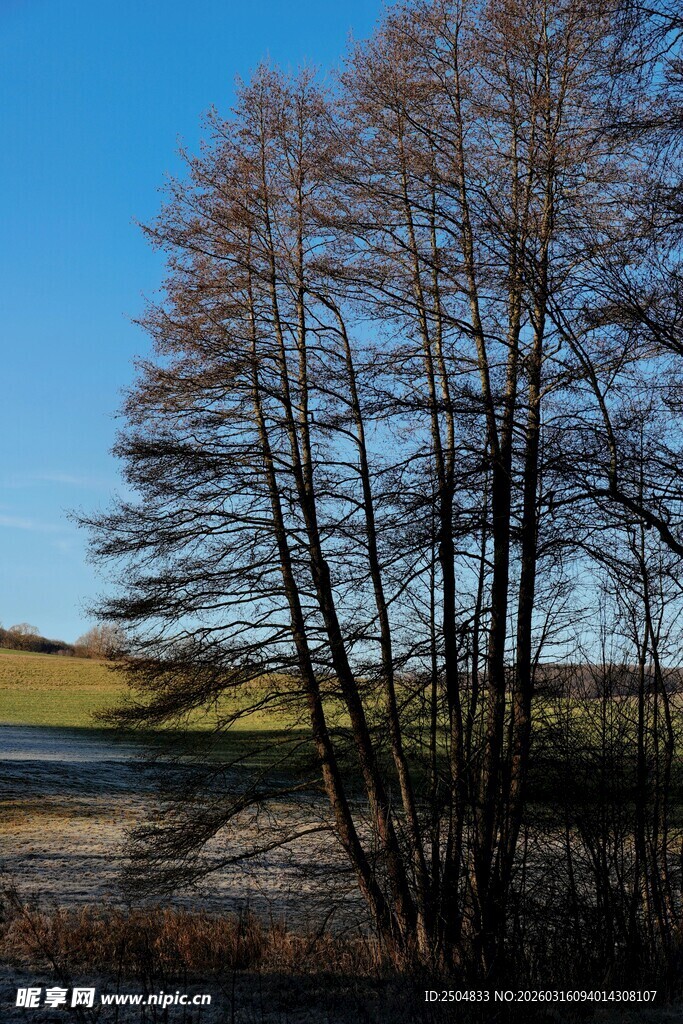 秋日河畔枯树风景