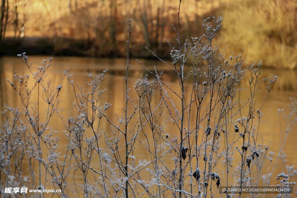 秋日湖畔萧瑟植物景观