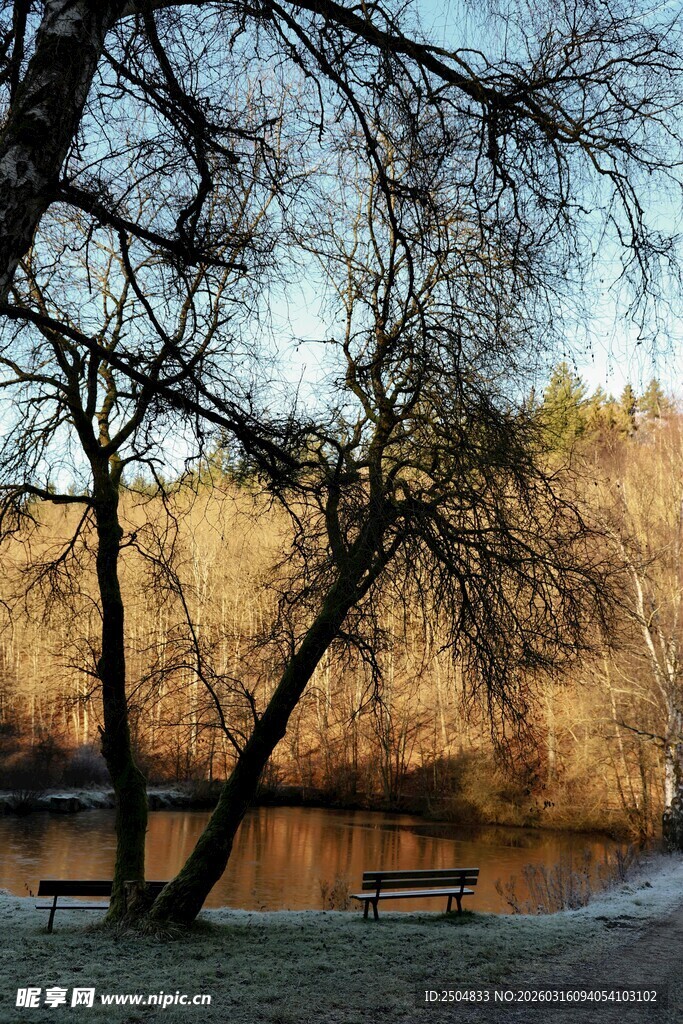 冬日湖边萧瑟树木景致