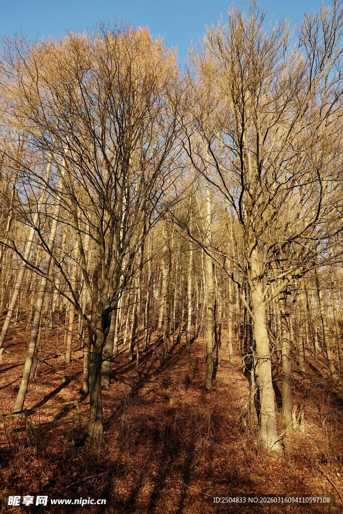 秋日树林 光影斑驳之景