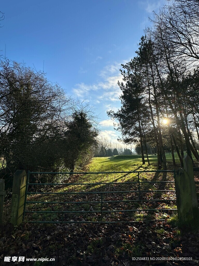 乡村晨光中的田野与树木