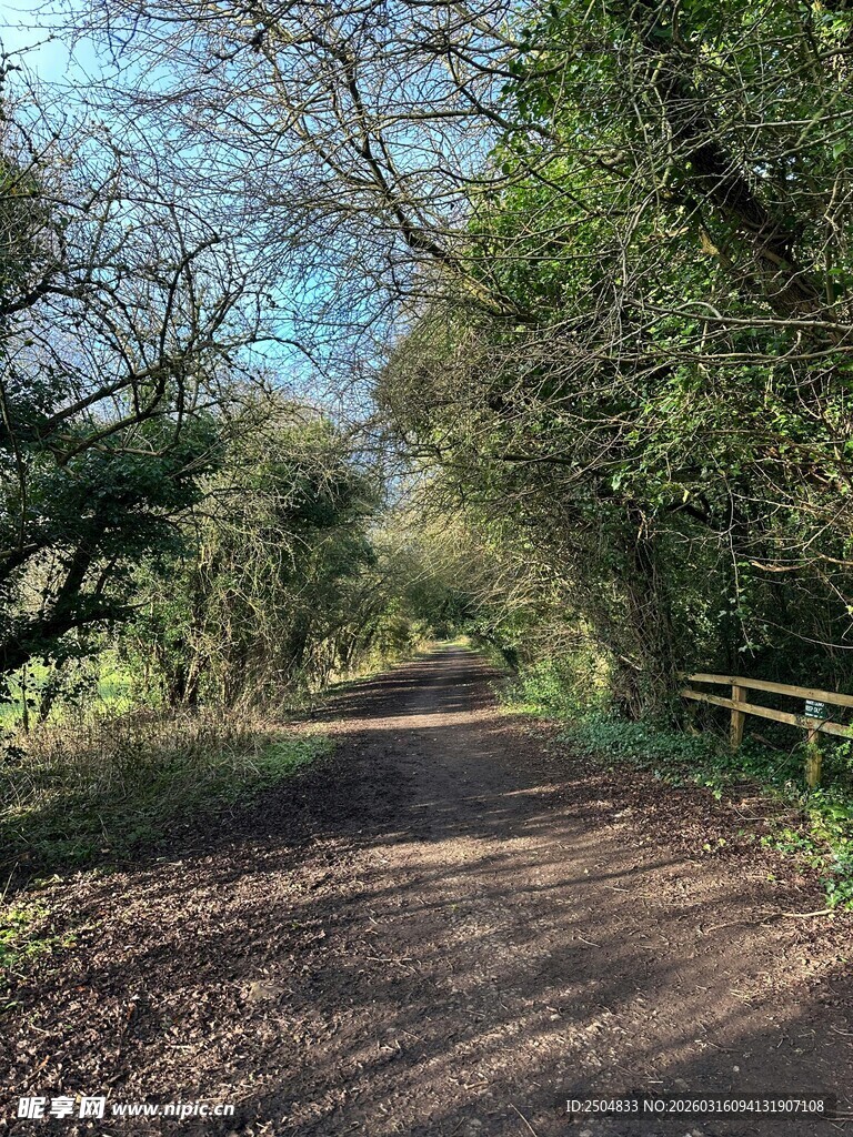 林间小径 自然静谧之景